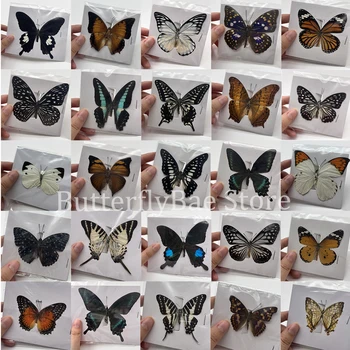 48 Είδος Πραγματική Πεταλούδα Δείγματα Εντόμων Ειδώλια Παραγωγής Γοητεία Εξαρτήματα Εγχώριων Διακοσμήσεων για το Καθιστικό Συλλογή Τέχνης